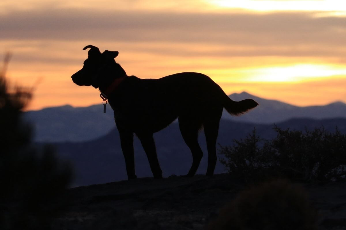 Denver, CO Veterinary FAQs Western Veterinary Partners