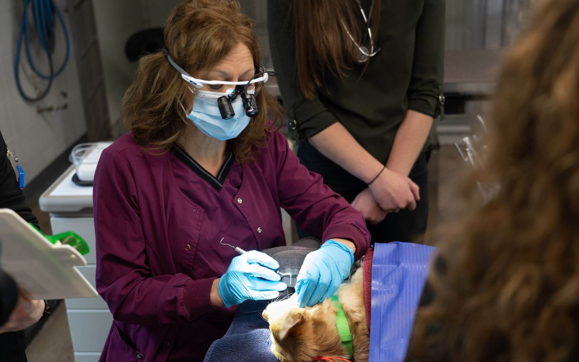 Dr. Tammy White-Renteria, Honorary WVP Medical Advisor and Board Certified Veterinary Dentist, performing dentistry on a canine patient.